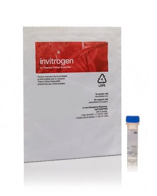 Invitrogen Изолектин GS-IB4 из Griffonia simplicifolia, конъюгированный с Alexa Fluor 594, 500 мкг